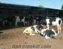 DAMIZLIK ÜRETİM ÇİFLİĞNDEN BUZAĞLI İNEKLER VE GEBE DÜVELER0538 933 80 69