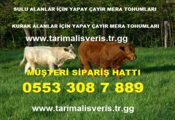 Satılık Korunga Tohumu ve Yonca Tohumu