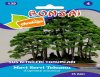 Toptan bahçe marketten satılık bonsai tohumları