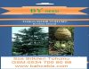 Toros Sediri Tohumu ( Cedrus Libani )