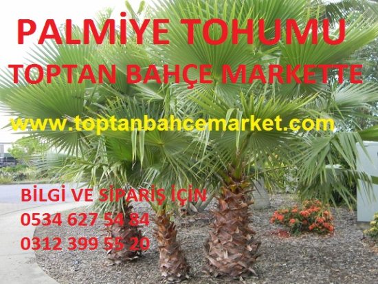 Toptan bahçe marketten satılık palmiye tohumları