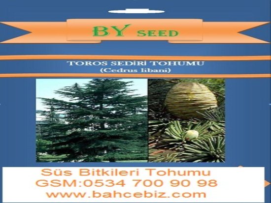 Toros Sediri Tohumu ( Cedrus Libani )