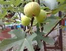 İNCİR FİDELERİ