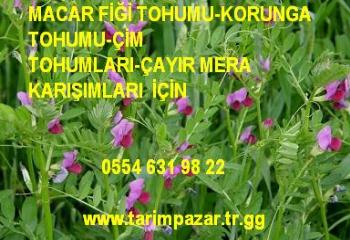 Macar fiği, macar fiği tohumu, macar_fiği_tohumu, macar_fiğ, macar fiği fiyatı, macar fiğ tohumu, macar fiğ tarımı, yonca tohumu, korunga tohumu