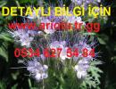 Arı Otu Tohumu, Fazelya Tohumu, Phacelia tanacetifolia