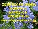 Ters Lale, Ters Lale Soğanı