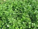 Maydanoz tohumu 10 TL, maydanoz tohumu fiyatları, maydanoz tohumu satışı