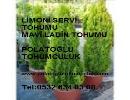 Mavi servi tohumu, limoni servi tohumu, kara servi tohumu