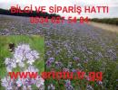 Arı Otu Tohumu, Fazelya Tohumu, Phacelia tanacetifolia