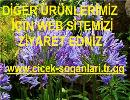 Ters Lale, Ters Lale Soğanı