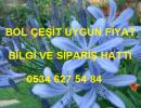 Ters Lale, Ters Lale Soğanı
