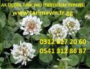 Ak üçgül tohumu, trifolium repens tohumu, ak üçgül yetiştiriciliği
