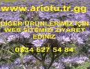 Arı Otu Tohumu, Fazelya Tohumu, Phacelia tanacetifolia