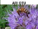 Arı Otu Tohumu, Fazelya Tohumu, Phacelia tanacetifolia