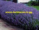 Lavanta Tohumu, lavandula, kekik tohumu, melisa tohumu, oğul otu tohumu, fesleğen tohumu, reyhan tohumu