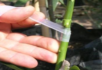 aşı bağı ve bağlama ipi