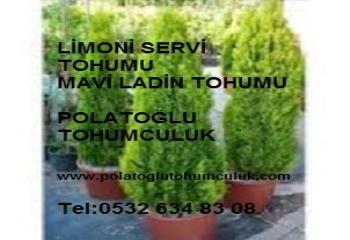 Mavi servi tohumu, limoni servi tohumu, kara servi tohumu