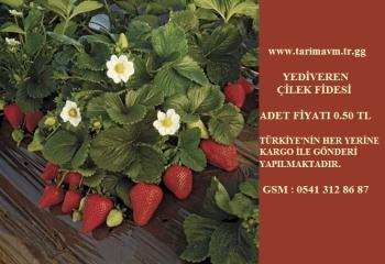 Çilek fidesi, çilek fidesi çeşitleri, çilek fidesi fiyatları