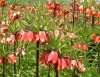 Ters lale soğanı, ters lale satışı, Fritillaria Imperialis, çiçek soğanları