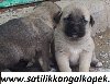 http://www.satilikkangalkopek.com/