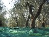 Ürün-Toplama-Filesi,Ürün-Toplama-Örtüsü,Dut-Toplama-Örtüsü,Sergenlik,Sergenlik-Fiyatı,Zeytin-Toplama-Filesi,Gölgelik-File,Sergenlik-Satışı,Ürün-Toplama-Filesi-Ankara