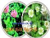 Ak-Üçgül-Tohumu.ak-üçgül.süs yoncası.süs yoncası tohumu.trifolium repens.ak üçgül tohumu fiyatı