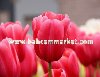 Sümbül Soğanı,Lale Soğanı ve Diğer Çiçek Soğanları