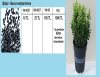 Pittosporum Tobira Tohumu,Şimşir Tohumu