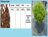Pittosporum Tobira Tohumu,Şimşir Tohumu