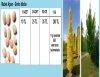 Huş Ağacı Tohumu,Mabet Ağacı Tohumu,Meşe Ağacı Tohumu,Çin Kavağı Tohumu