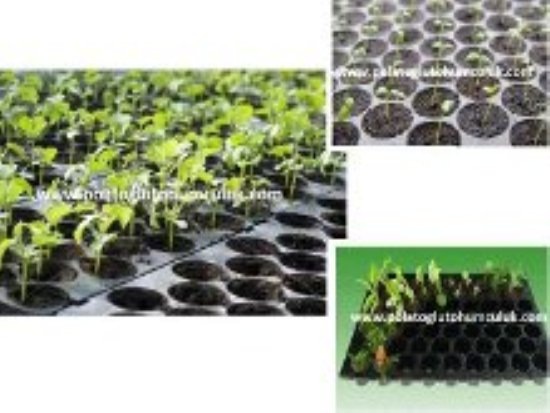 Fide Viyolü,Fide Viyolleri,Fidelik,Fide Viyol,Viyol,İnsert,Çiçek Viyolleri,Fide Viyolü Çeşitleri,İnsört,Fide Viyolleri Fiyatları,Fide Viyolü Üretimi