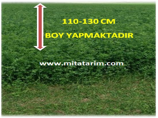 Yonca Tohumu,Yonca Tohumu Çeşitleri,Yonca Tohumu Fiyatı