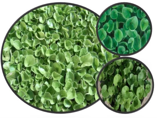 Dichondra Repens  ,Fare Kulağı,Fare Kulağı Tohumu