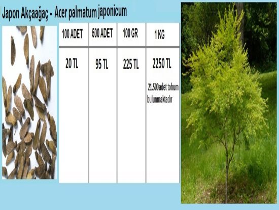Japon Akçaağaç Tohumu,Kırmızı Yapraklı Akçaağaç Tohumu