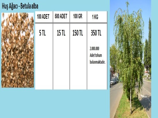 Huş Ağacı Tohumu,Mabet Ağacı Tohumu,Meşe Ağacı Tohumu,Çin Kavağı Tohumu