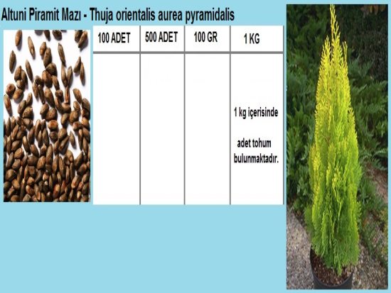 Altuni Pramit Mazı Tohumu,Çit Mazı Tohumu,Piramit Mazı Tohumu,Top Mazı Tohumu.