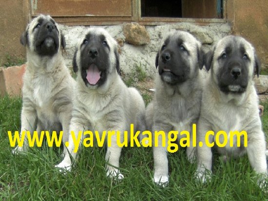 satılık kangal