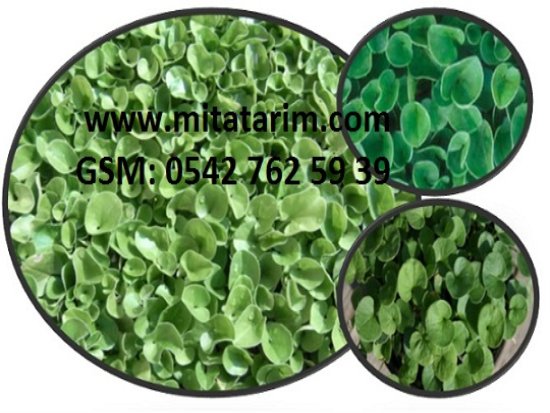 Fare-Kulağı-Tohumu.fare-kulağı-çim-tohumu.dichondra repens.fare kulağı ekimi