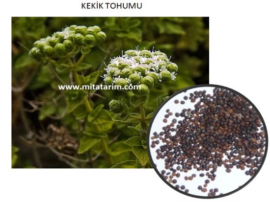 Kekik Tohumu,Kekik Tohumu Fiyatları