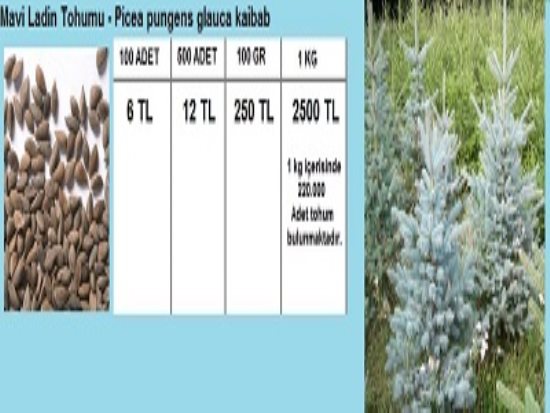 Mavi Ladin Tohumu,Mavi Ladin Tohumu Fiyatları