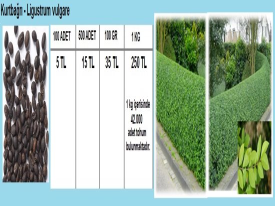 Kartopu Tohumu,Kurtbağrı Tohumu,Sarı Boya Çalısı Tohumu