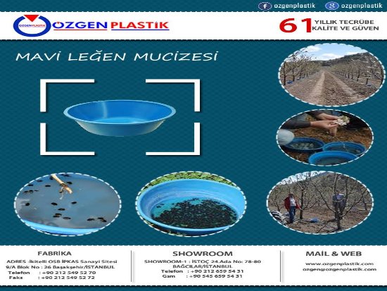 TARIMDA MAVİ LEĞEN