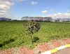 BAŞİSKELE YENİKÖY SEPETLİPINAR SATILIK ARSA