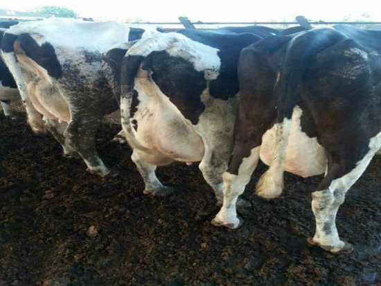 1.SINIF ÇİFLİĞMİZDE SATLIK MAYAR GEBE VE BUZAĞLI İNEKLER